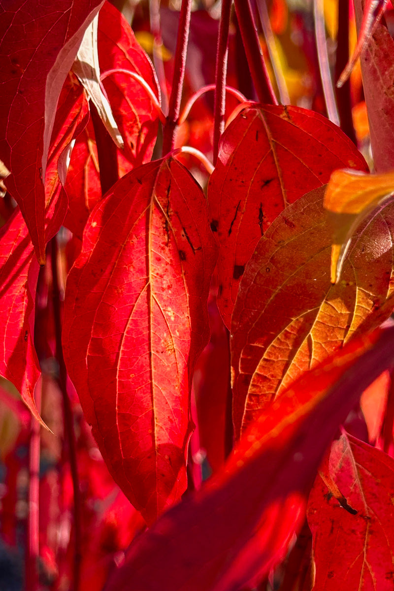 Dogwood, Gray Huron