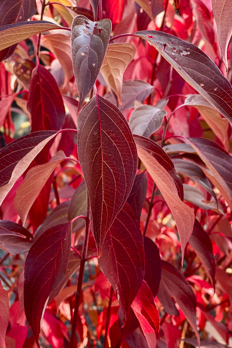 Dogwood, Gray Huron