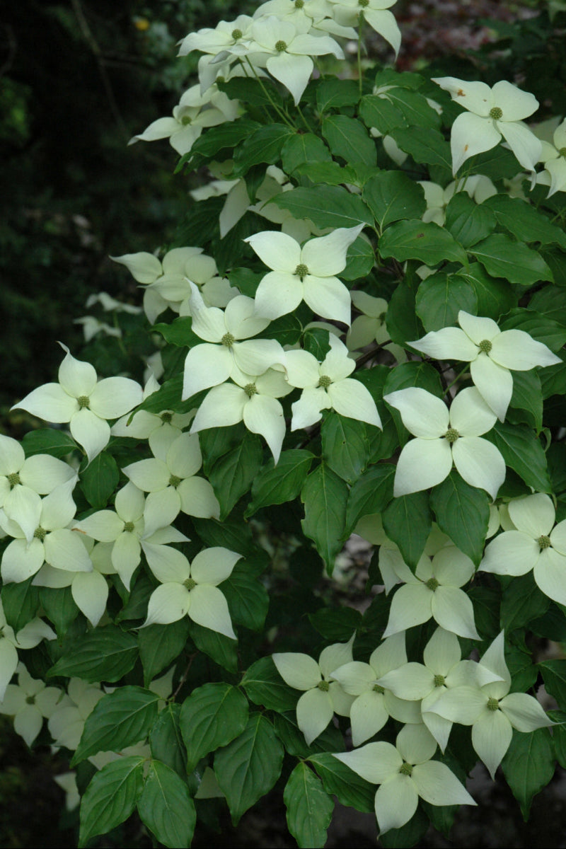 Dogwood, Kousa Snow Tower