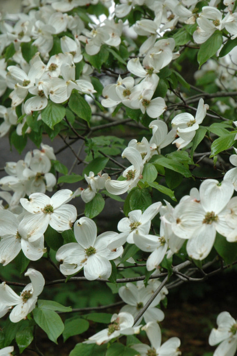 Flowering Dogwood, Cherokee Princess