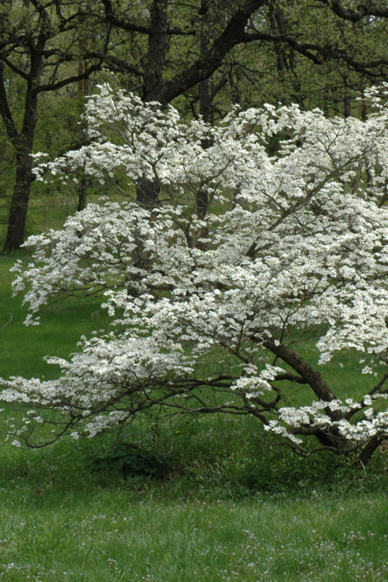 Flowering Dogwood, Cherokee Princess