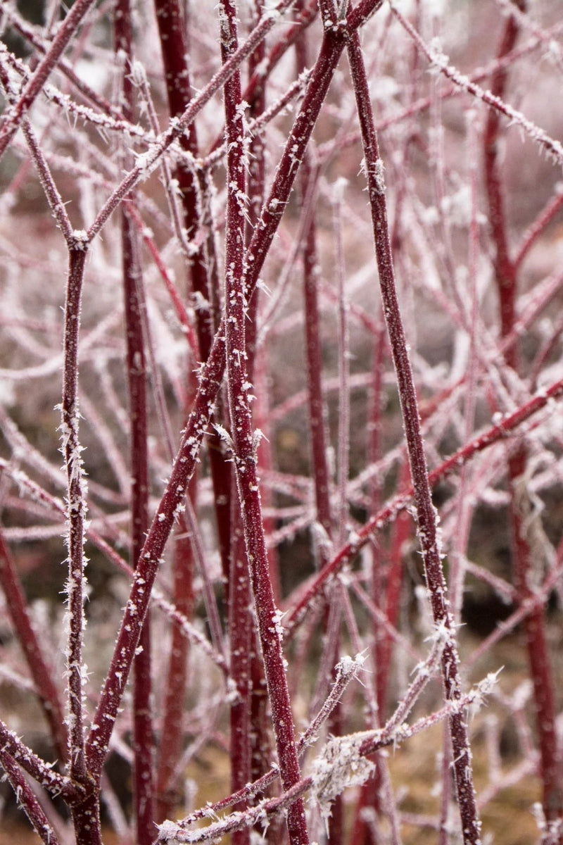 Dogwood, Redtwig Variegated