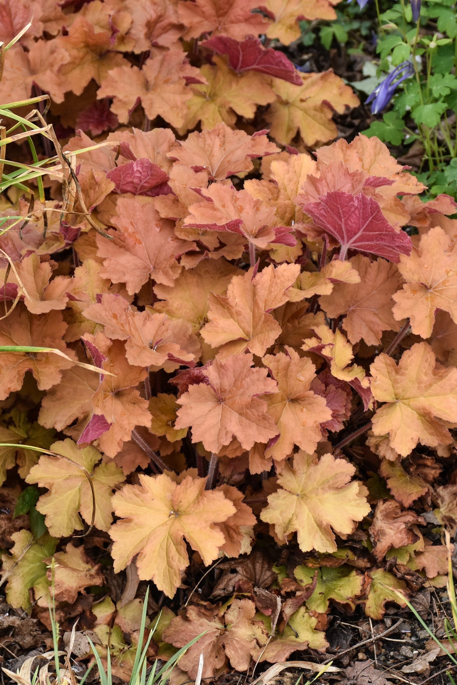 Coral Bells, Dolce Toffee Tart