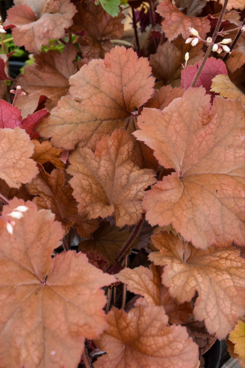 Coral Bells, Dolce Toffee Tart