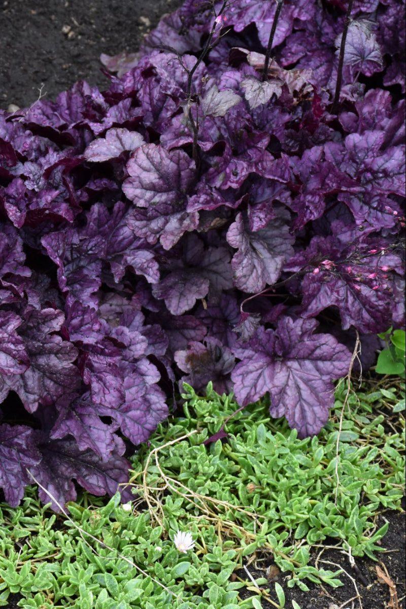 Coral Bells, Dolce Wildberry