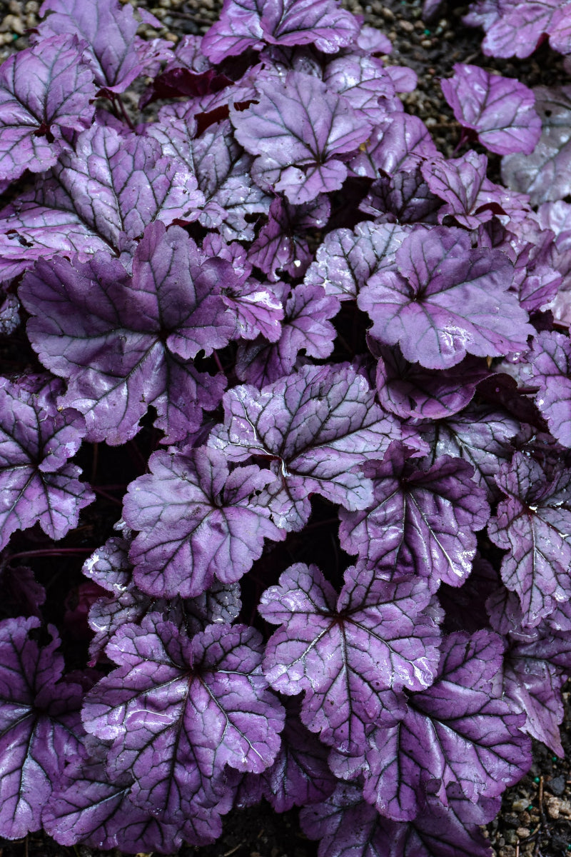 Coral Bells, Dolce Wildberry