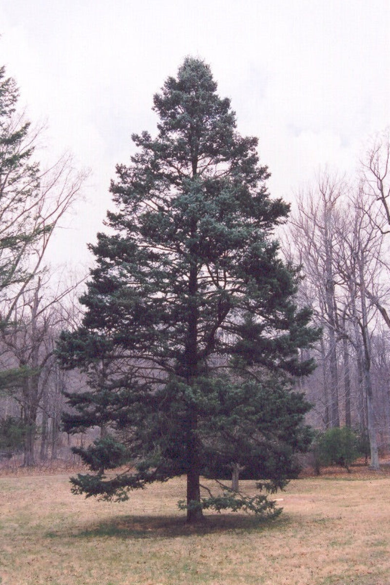 Fir, Douglas