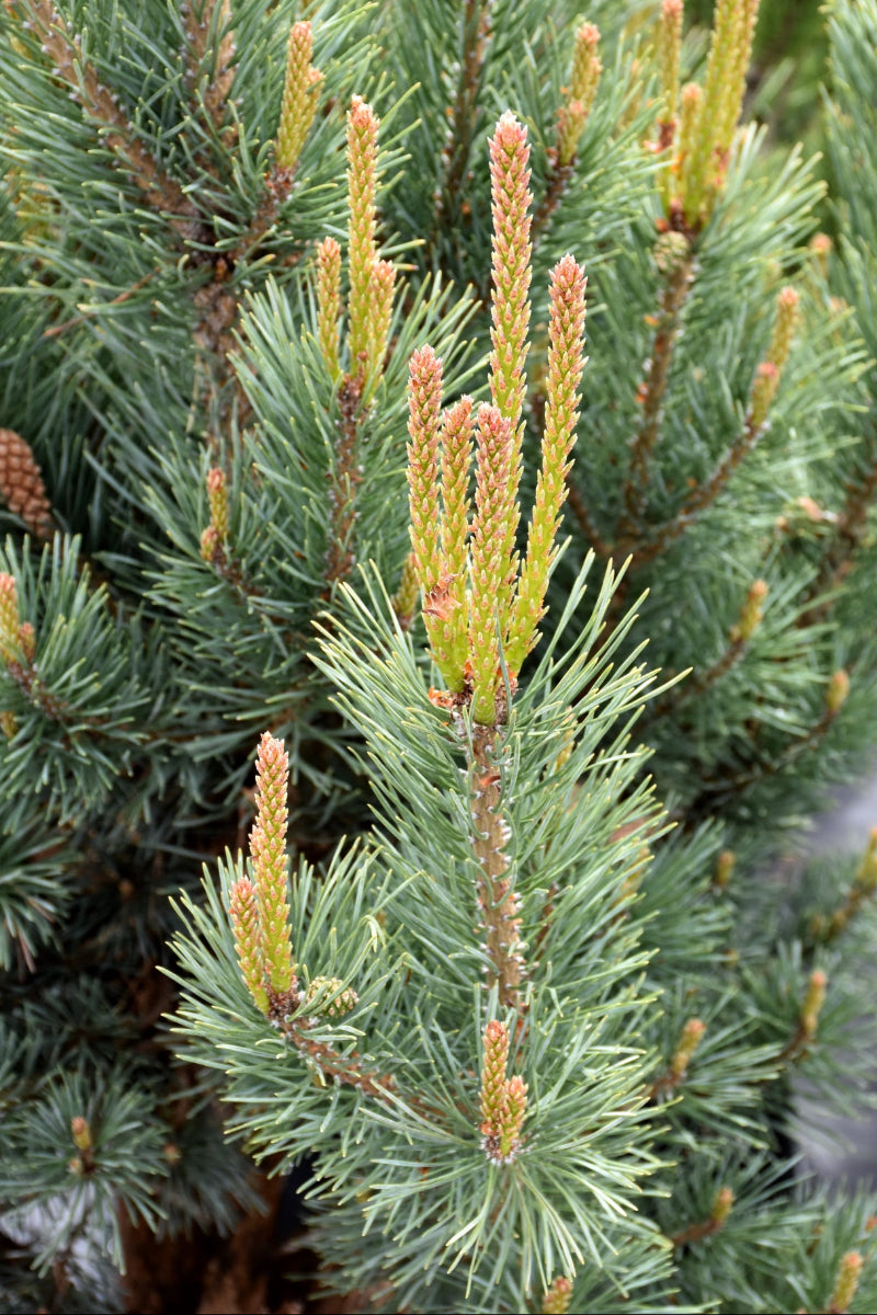 Pine, Scotch  Dwf Blue