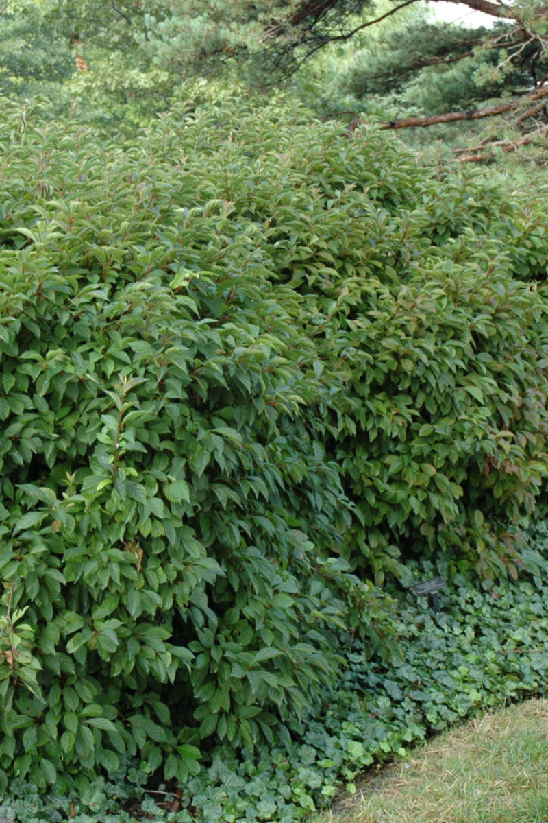 Viburnum, Dwarf Fragrant