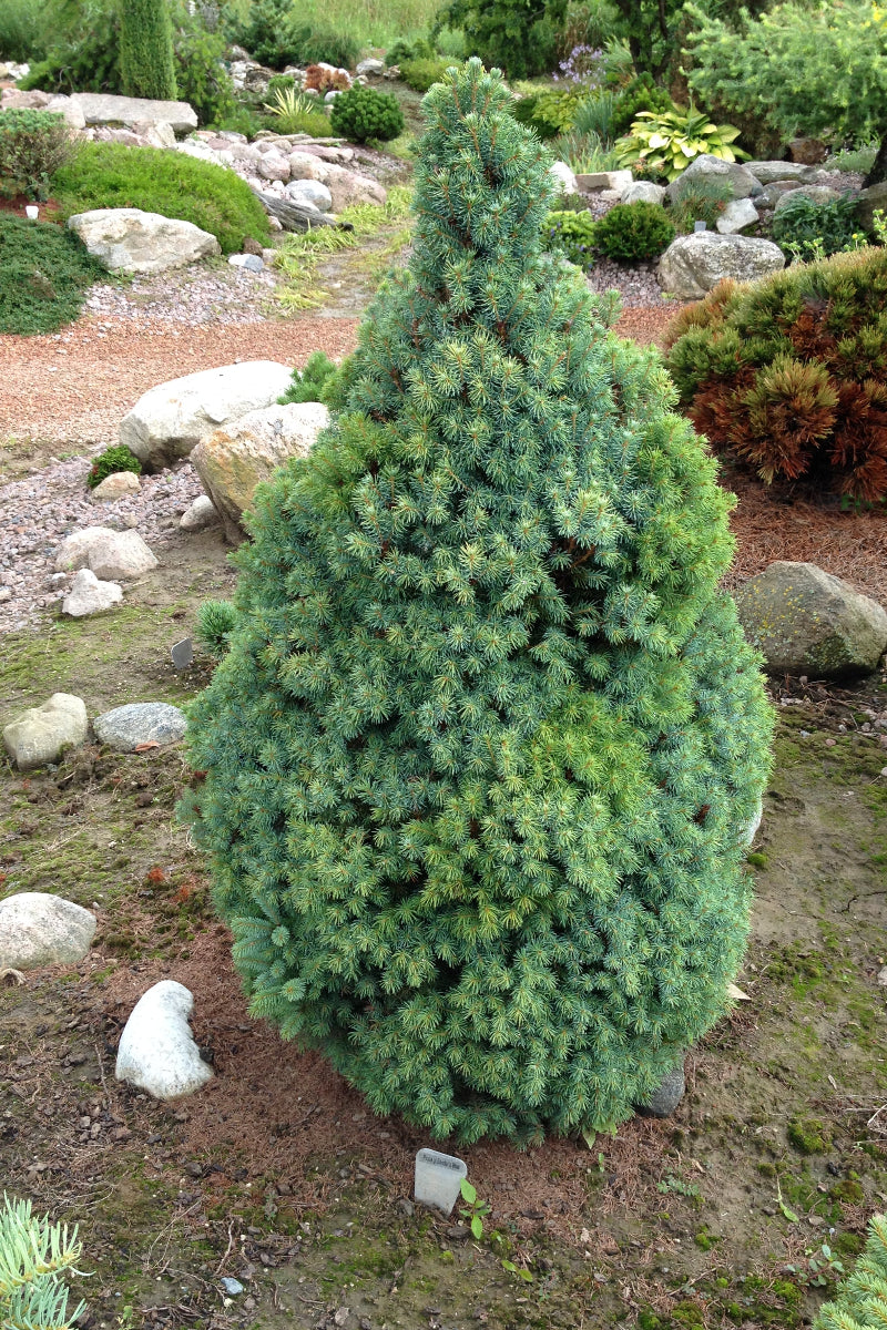 Spruce, Alberta Sanders Blue