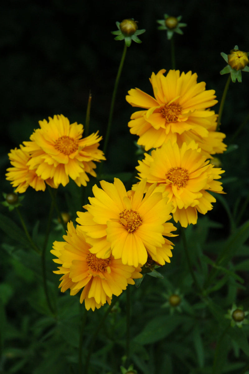 Coreopsis, Early Sunrise