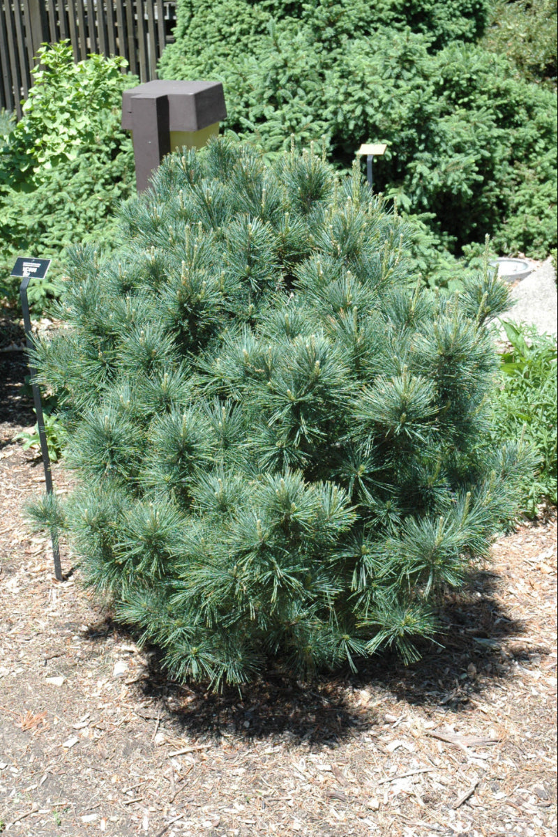Eastern White Pine, Bloomers Dark