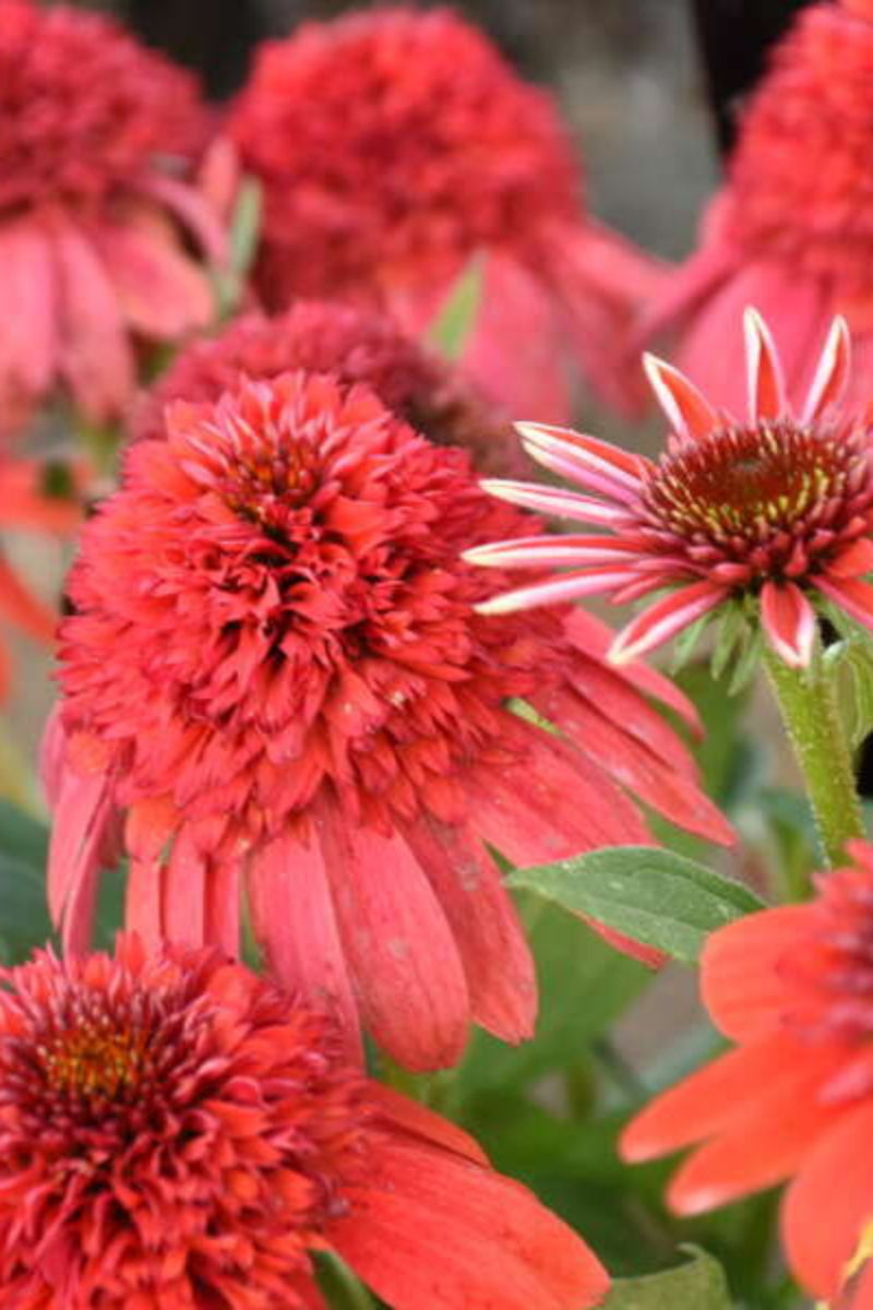 Coneflower, Double Dipped Jamberry
