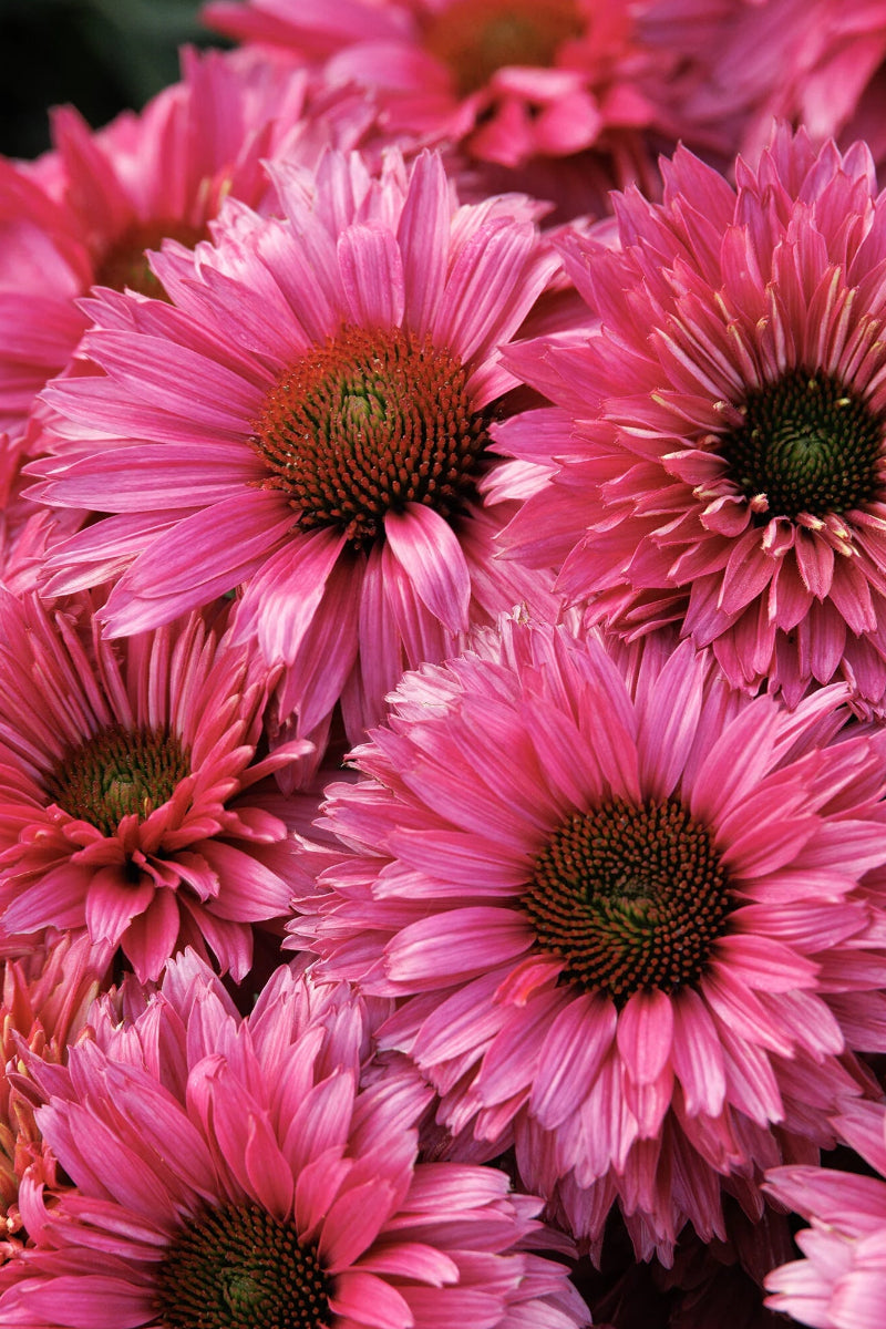 Coneflower, SunSeekers Sweet Fuchsia