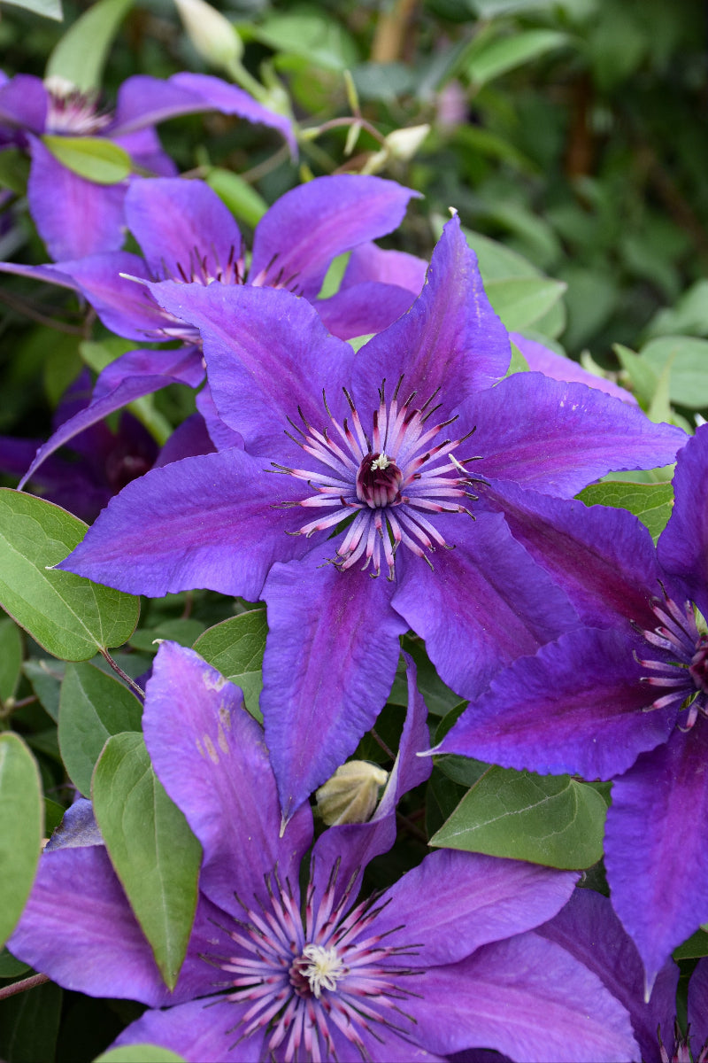 Clematis, Edda