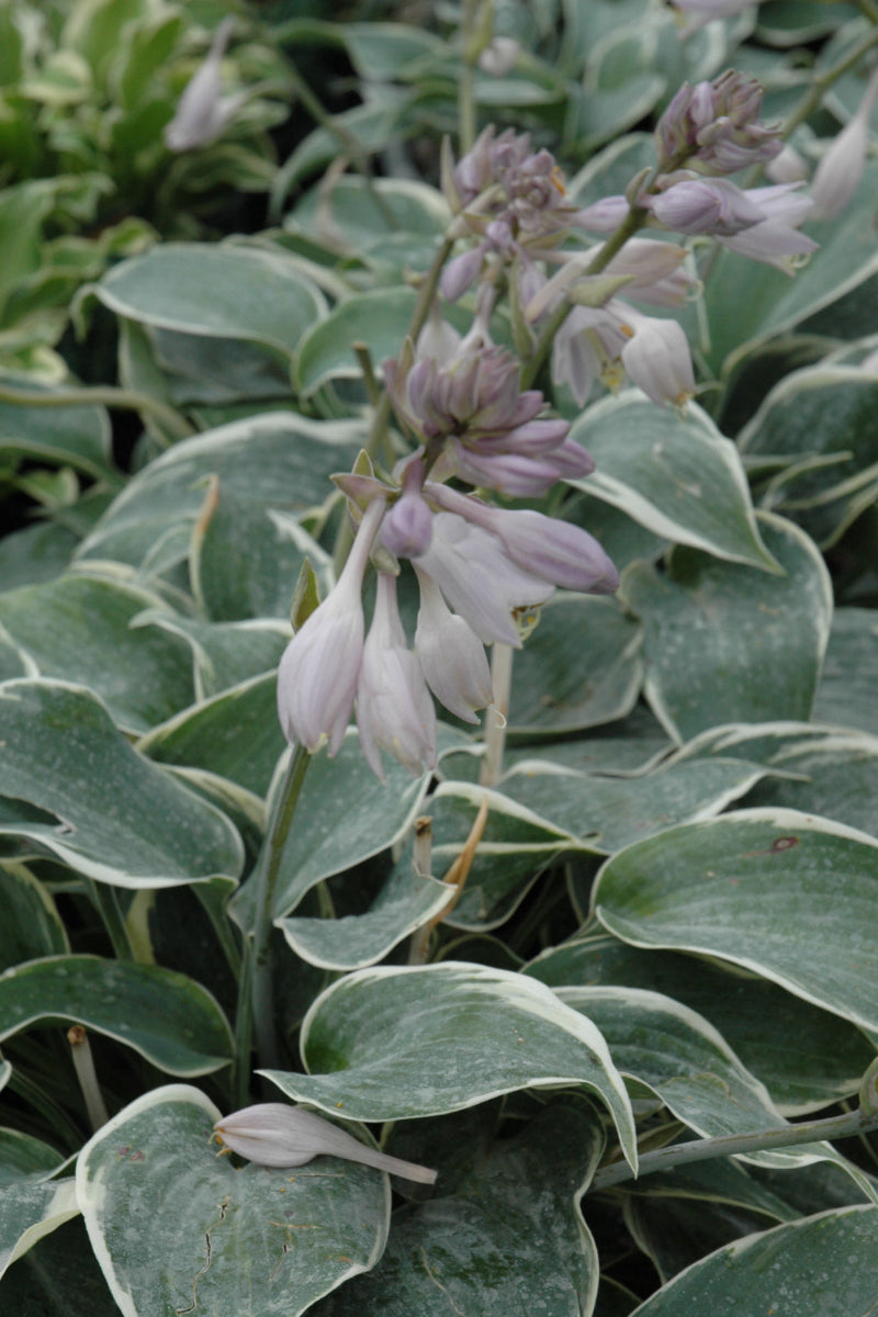 Hosta, El Nino