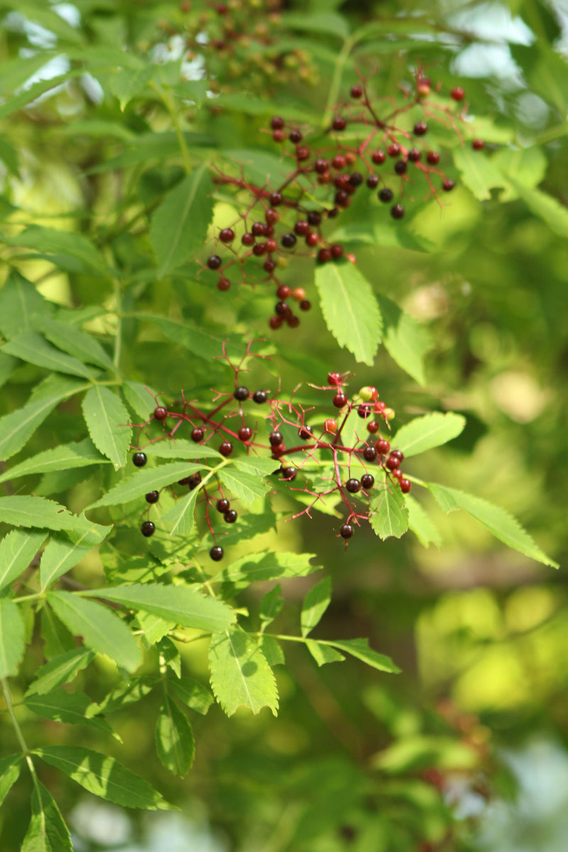 Elderberry, Ranch