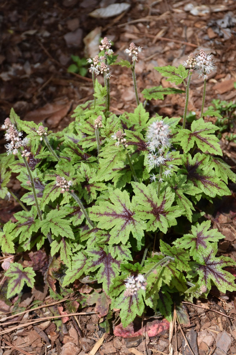 Foamflower, Elizabeth Olive