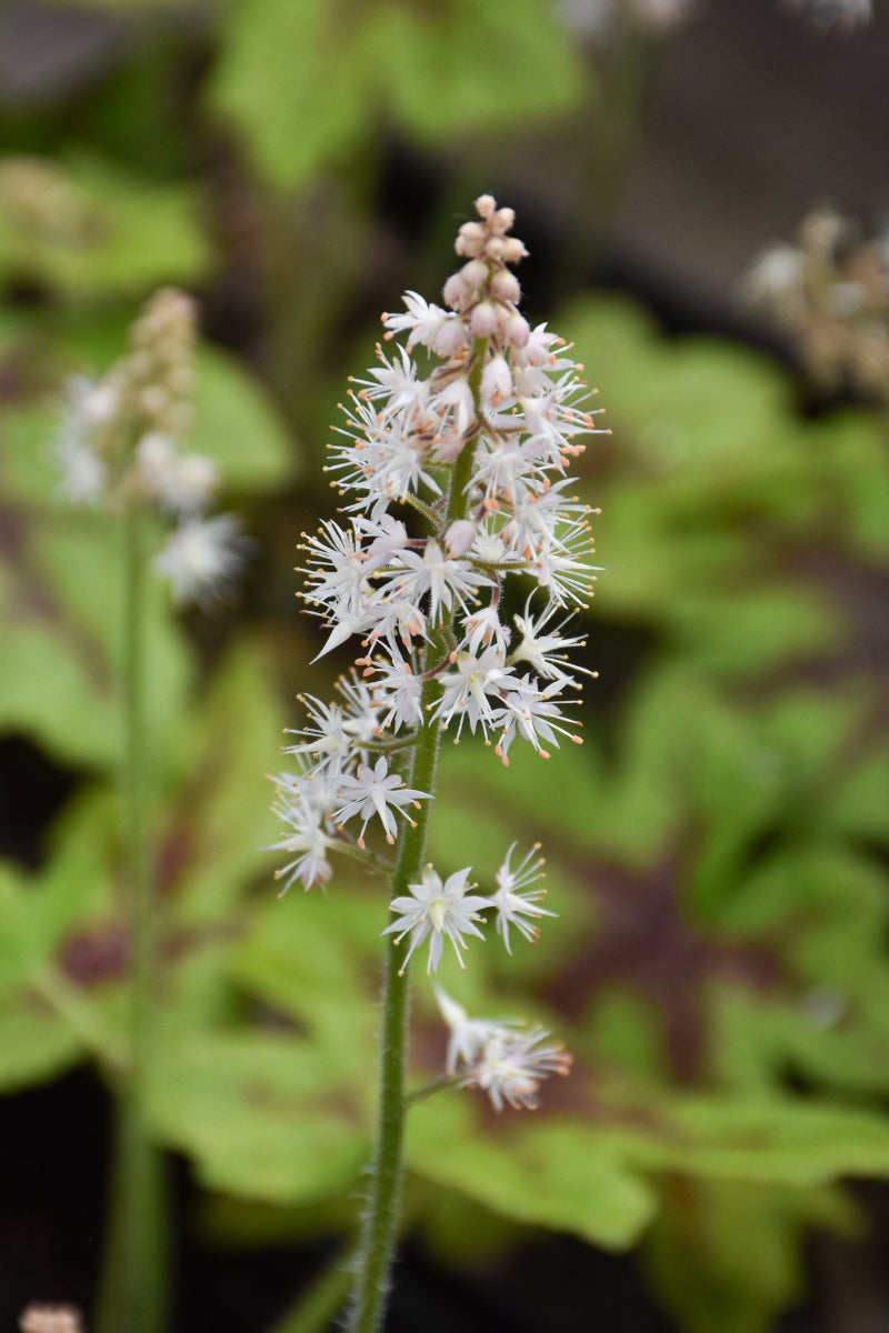 Foamflower, Elizabeth Olive