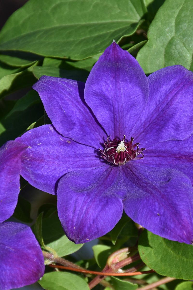 Clematis, Elsa Spath