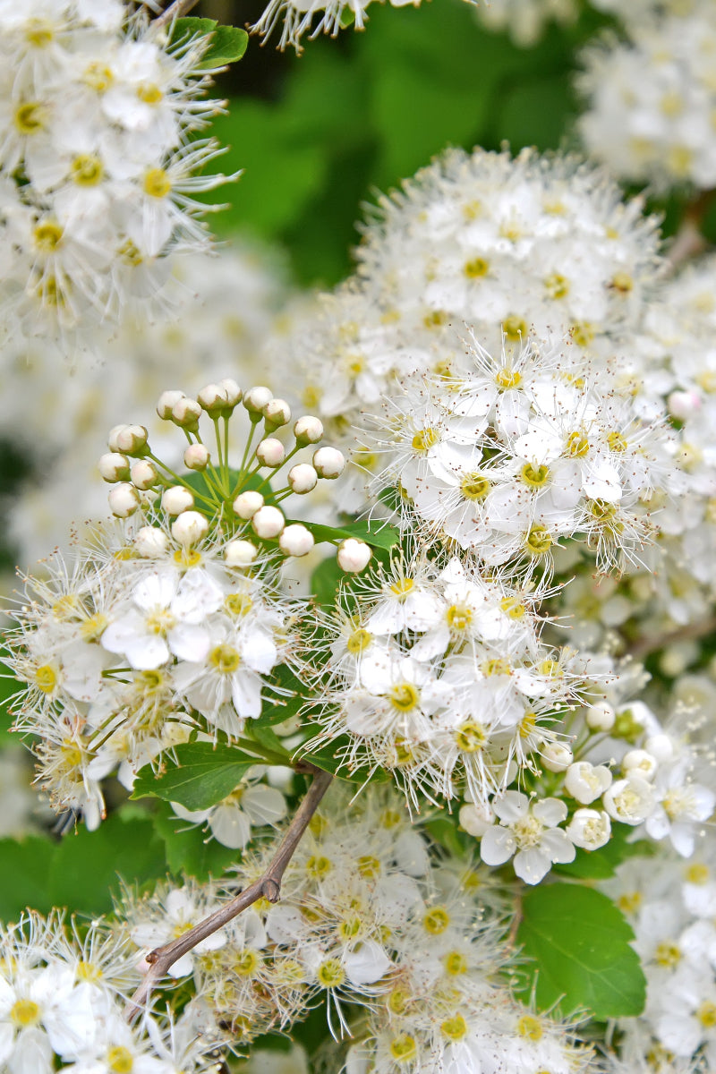Spirea, Empire Yeti