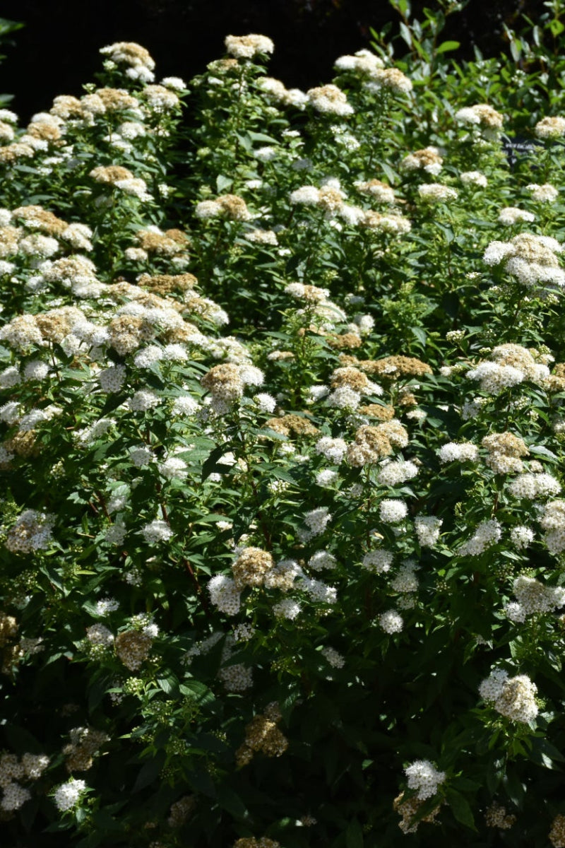 Spirea, Empire Yeti