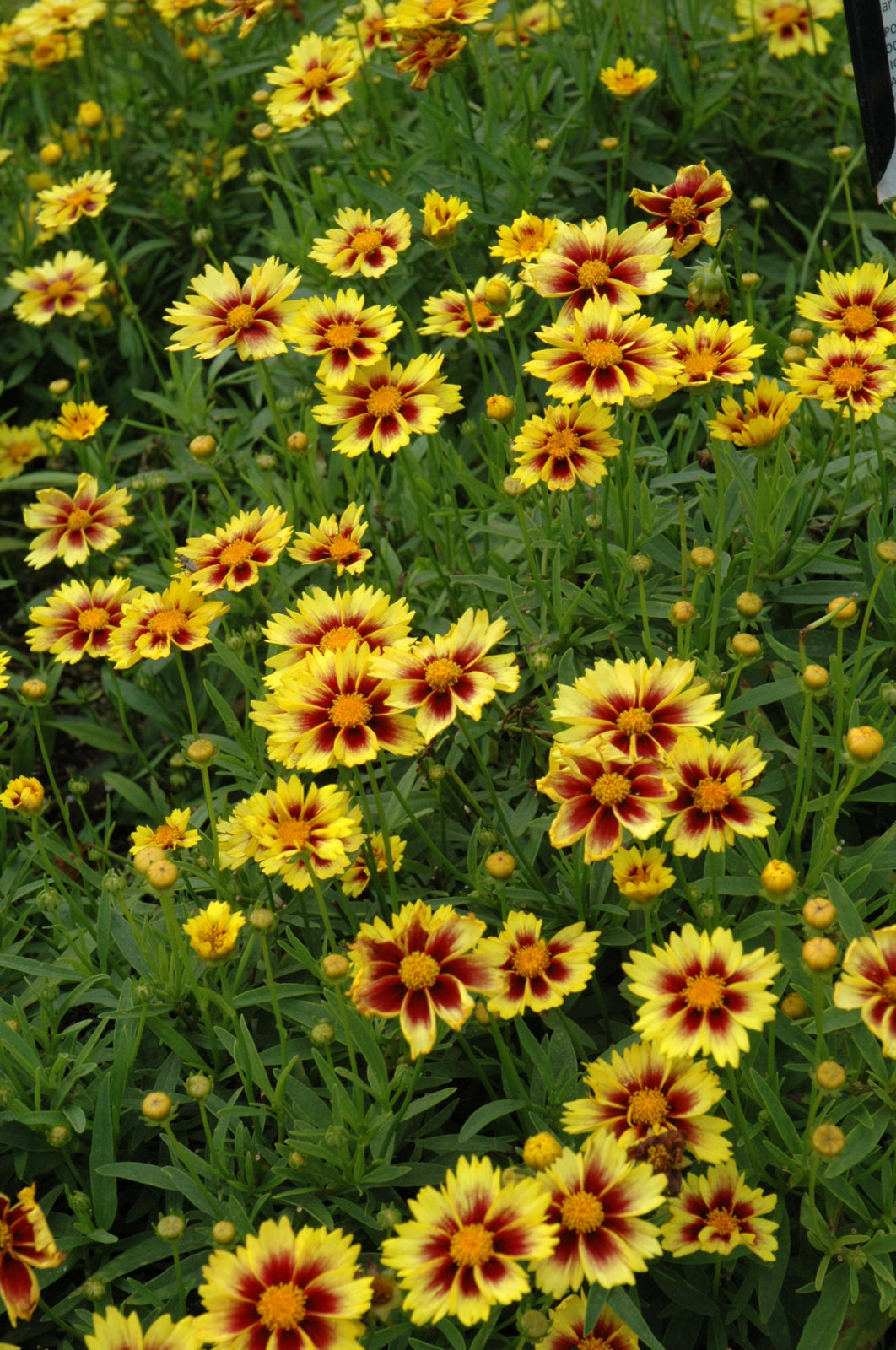 Coreopsis, Enchanted Eve