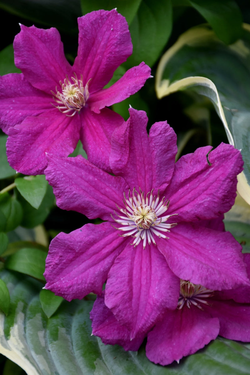 Clematis, Ernest Markham