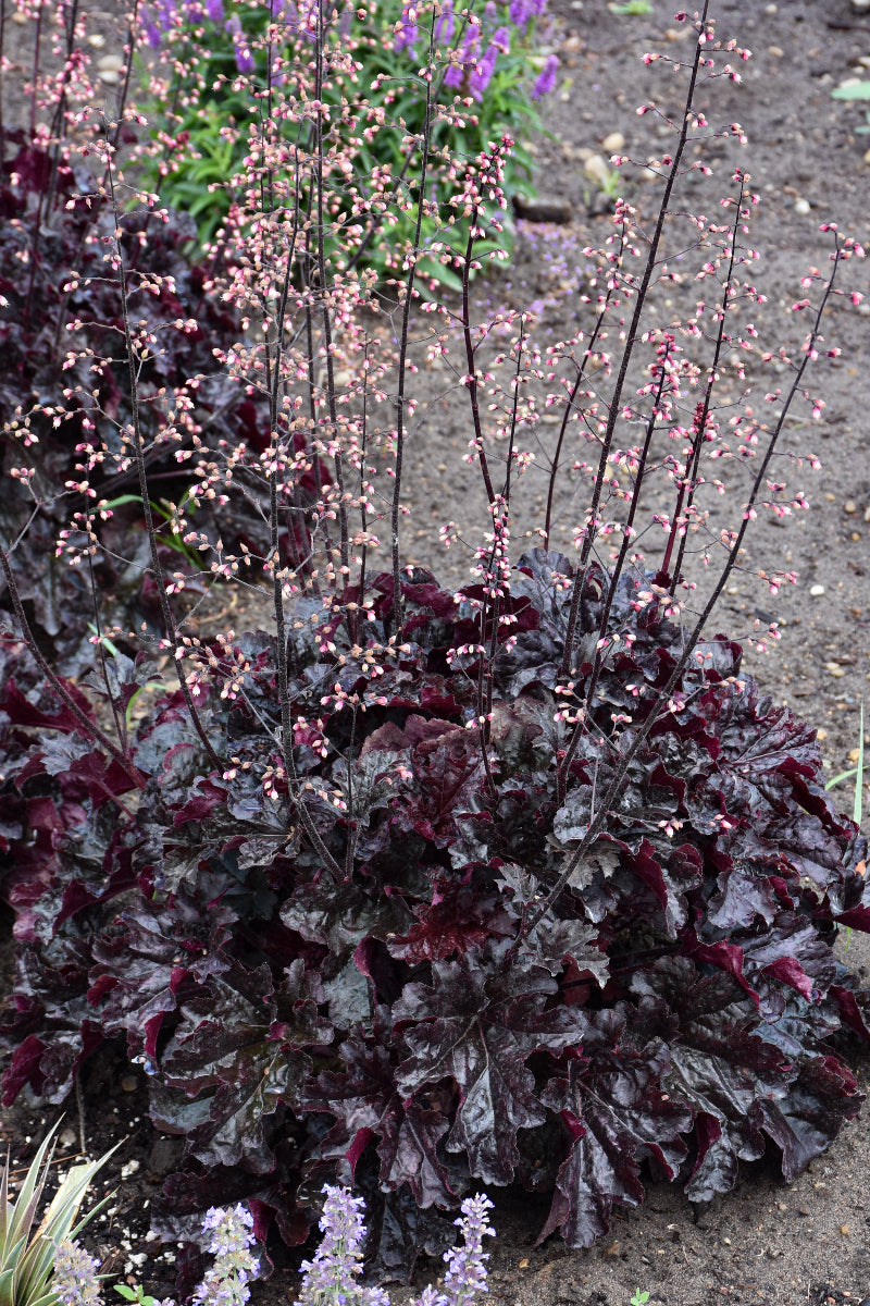 Coral Bells, Evening Gown