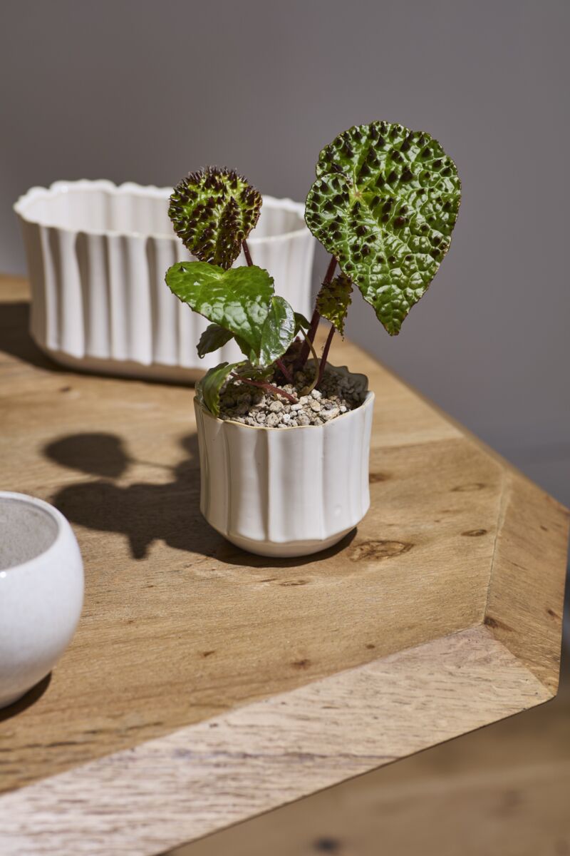 Everleaf Pot 4.75"x 4.25" Off White
