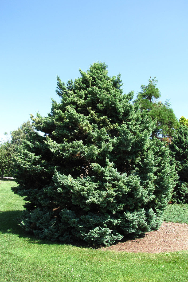 Falsecypress, Boulevard