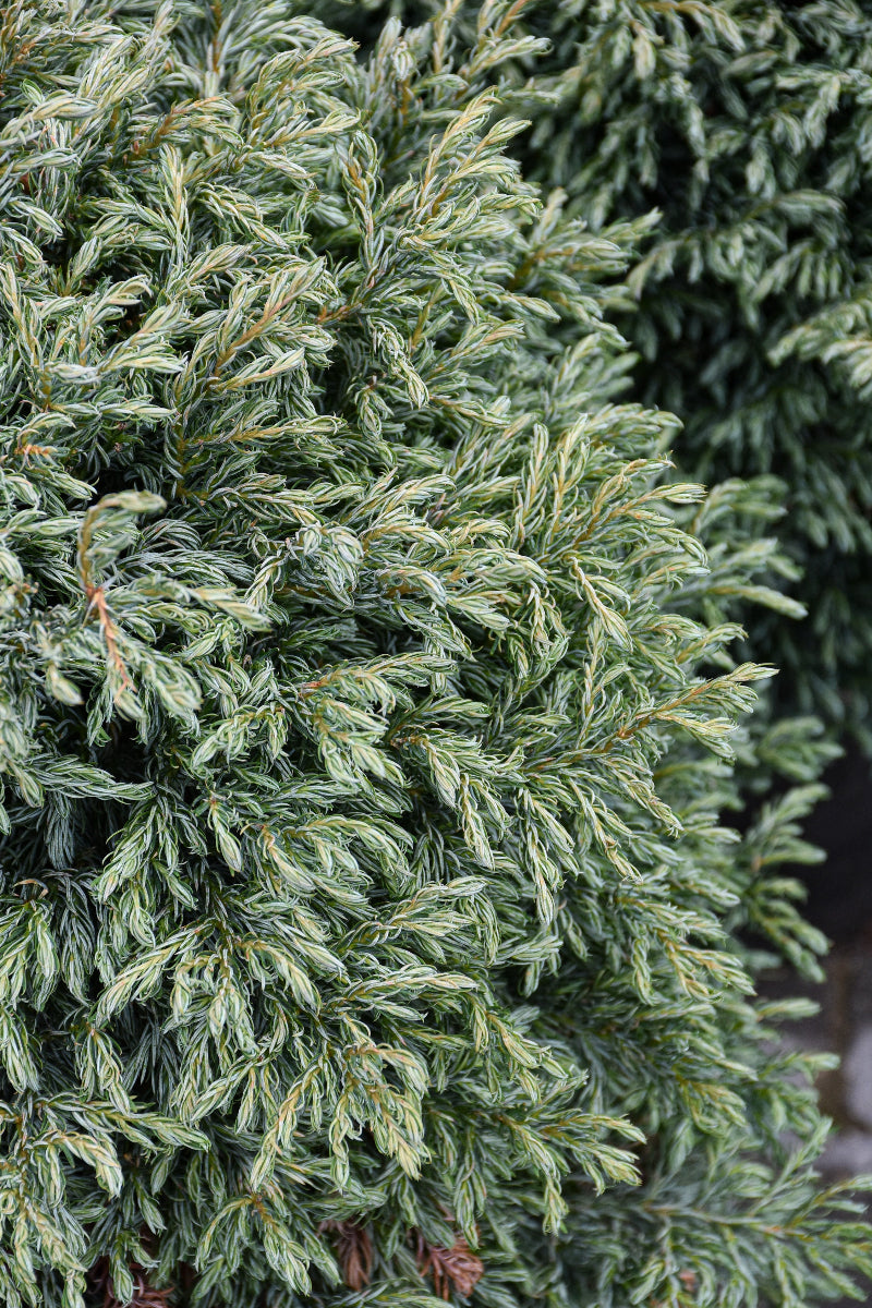 Falsecypress, Boulevard