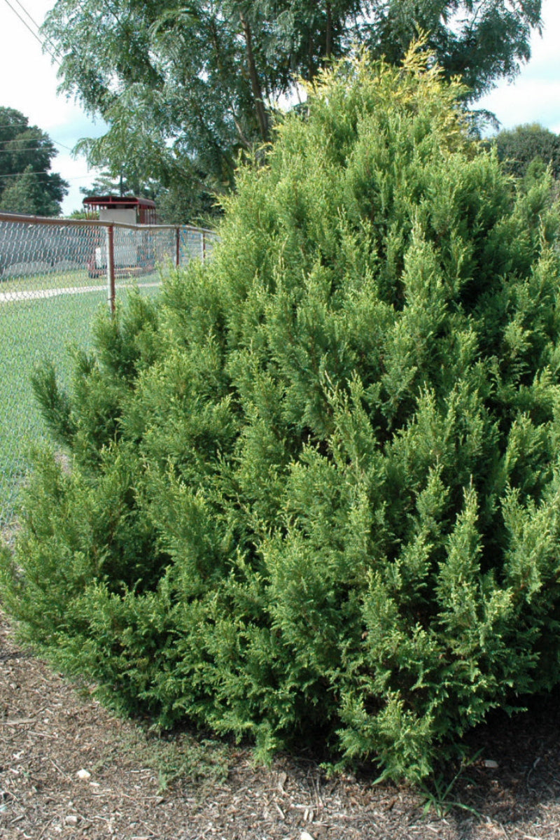 Falsecypress, Cream Ball