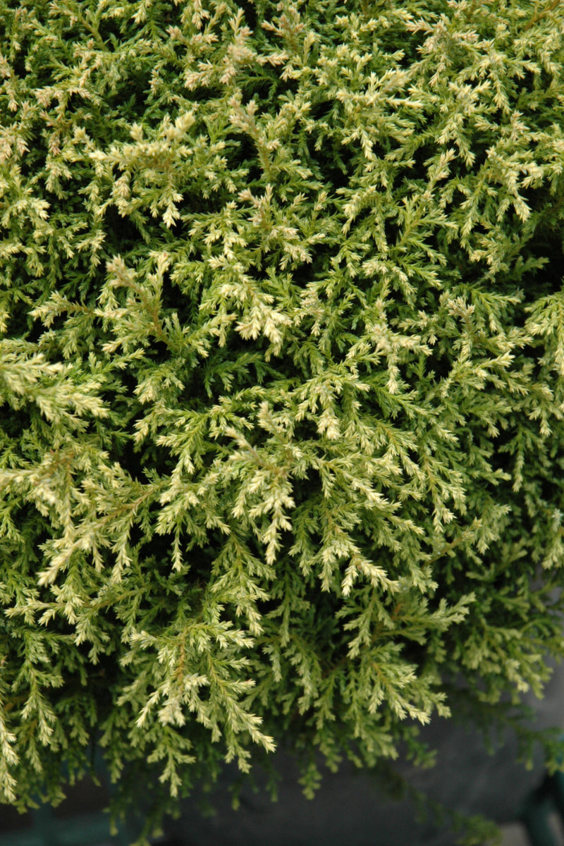 Falsecypress, Cream Ball