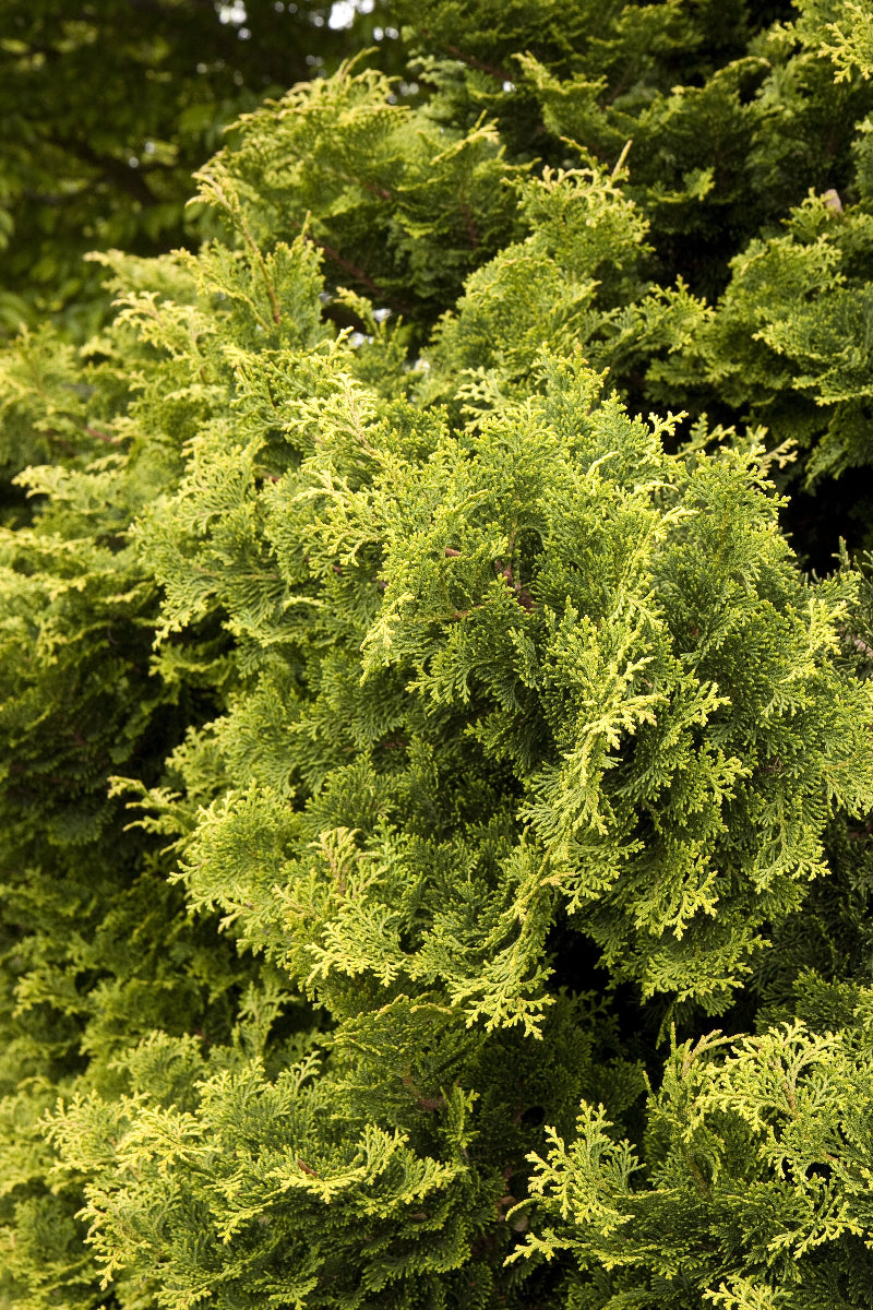 Falsecypress, Tempelhof