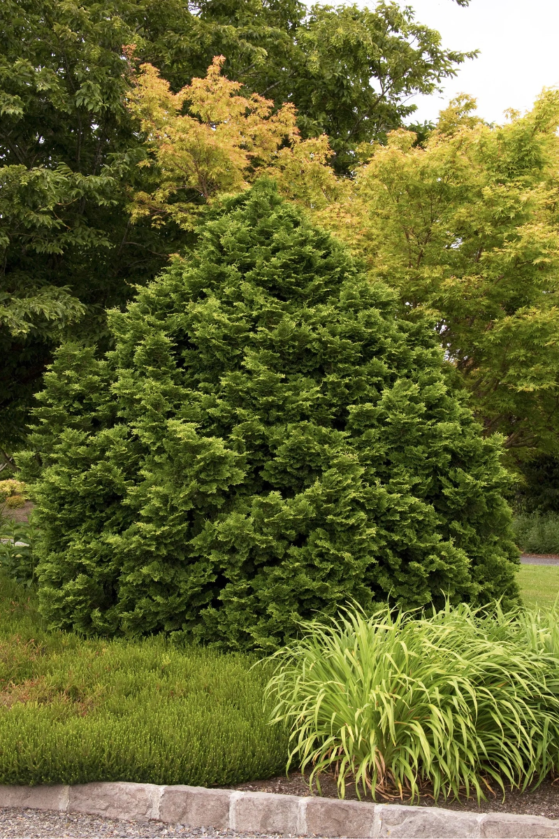 Falsecypress, Tempelhof