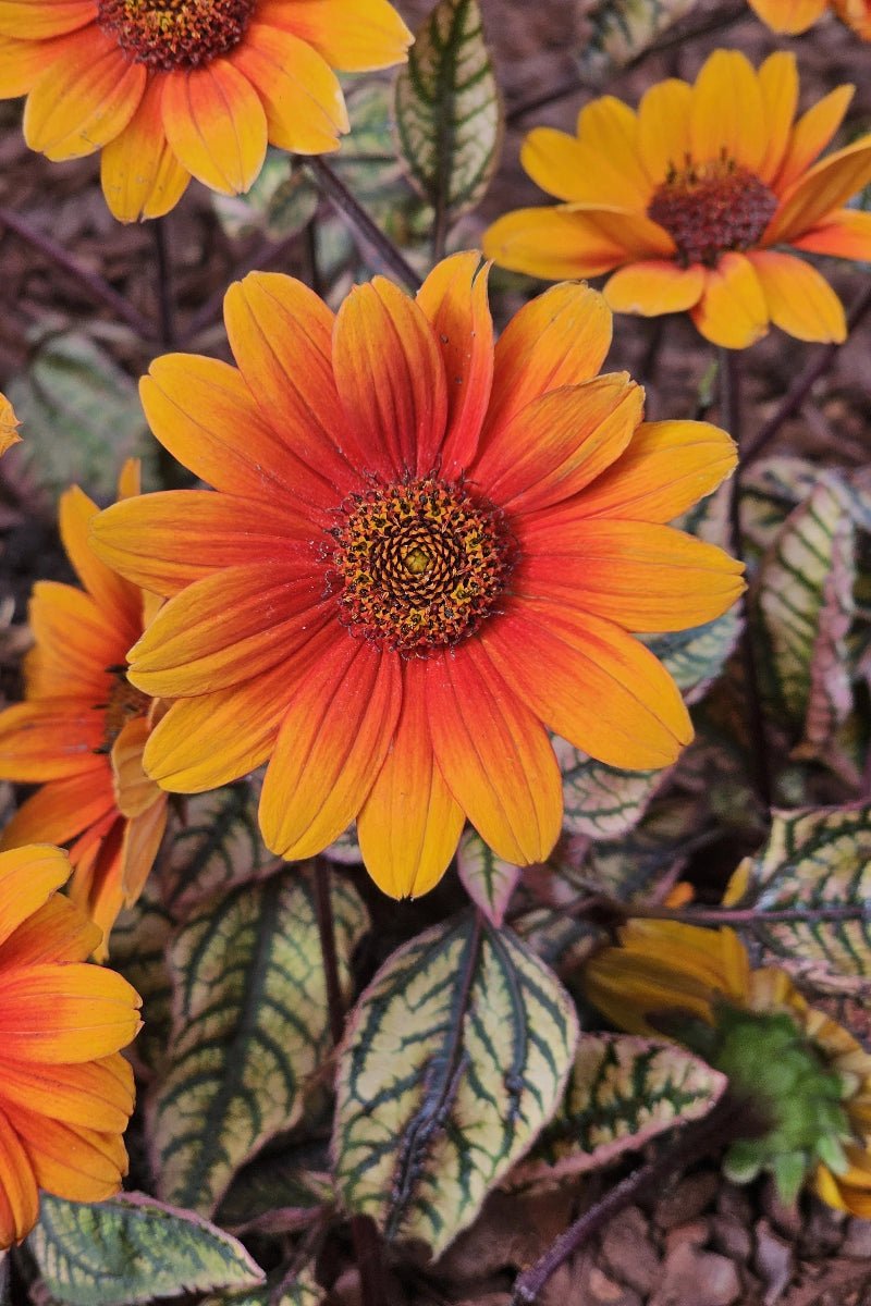 False Sunflower, Orange Marble