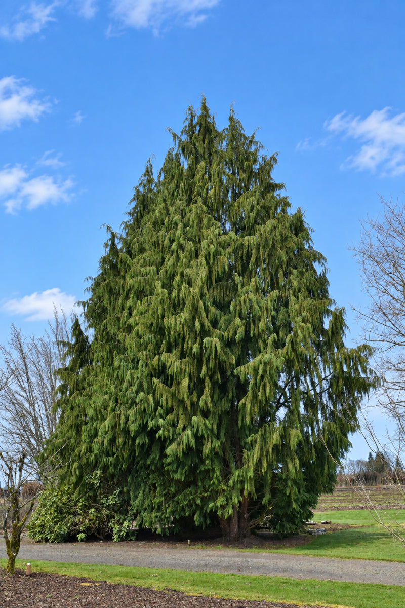 Falsecypress, Alaskan Blue