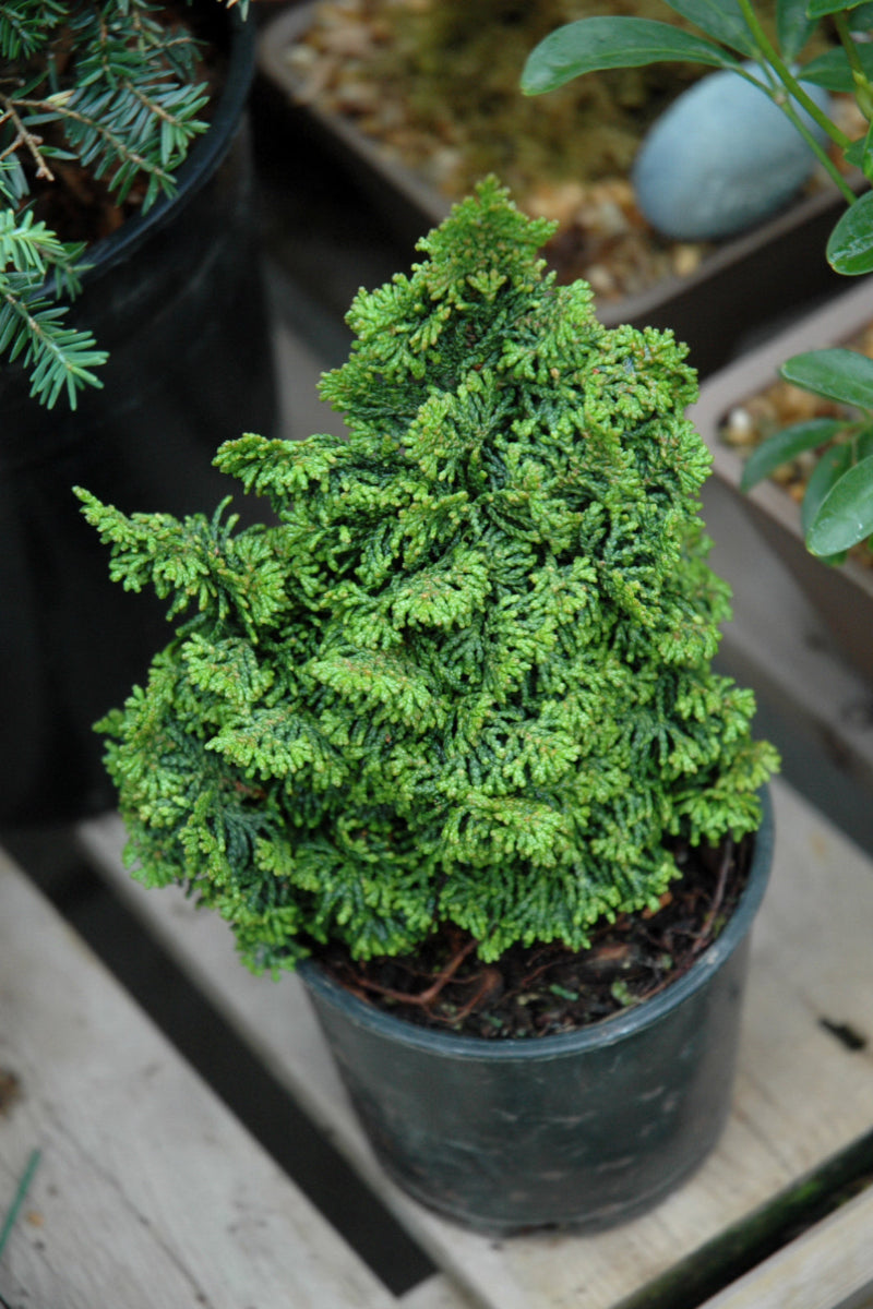 Cypress, Hinoki Gemstone