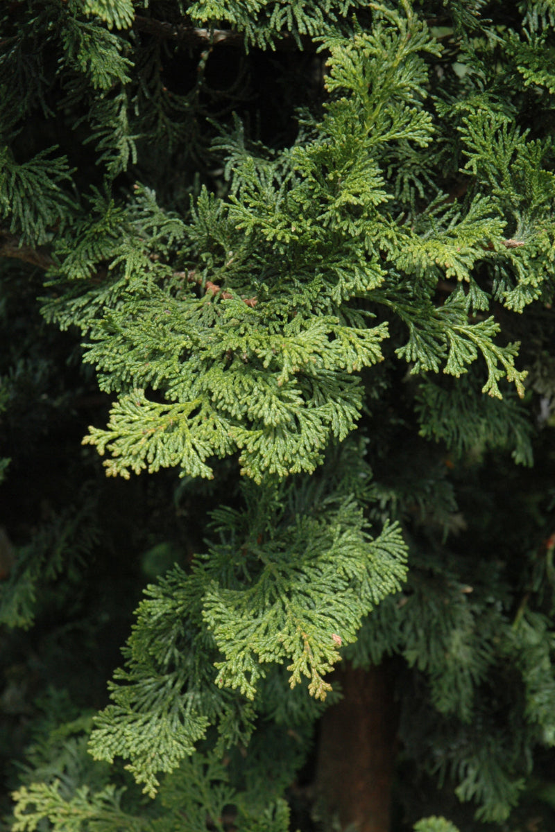 Falsecypress, Wells Special