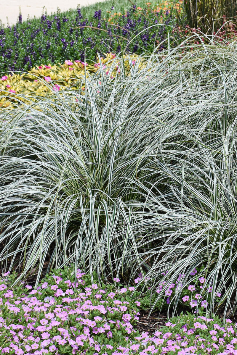 Carex Feather Falls