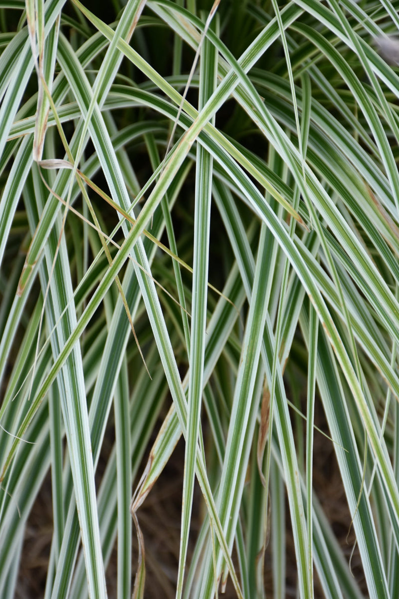 Carex Feather Falls