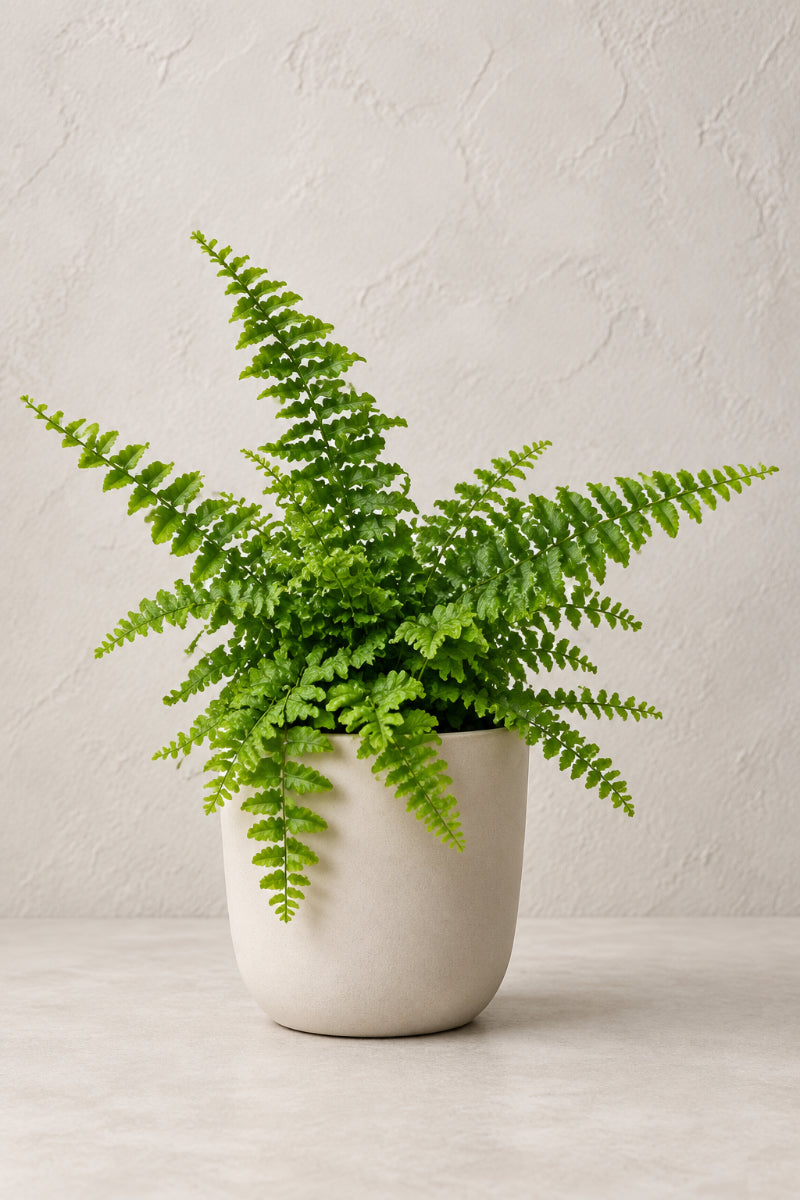 Fern, Fluffy Ruffles 4"