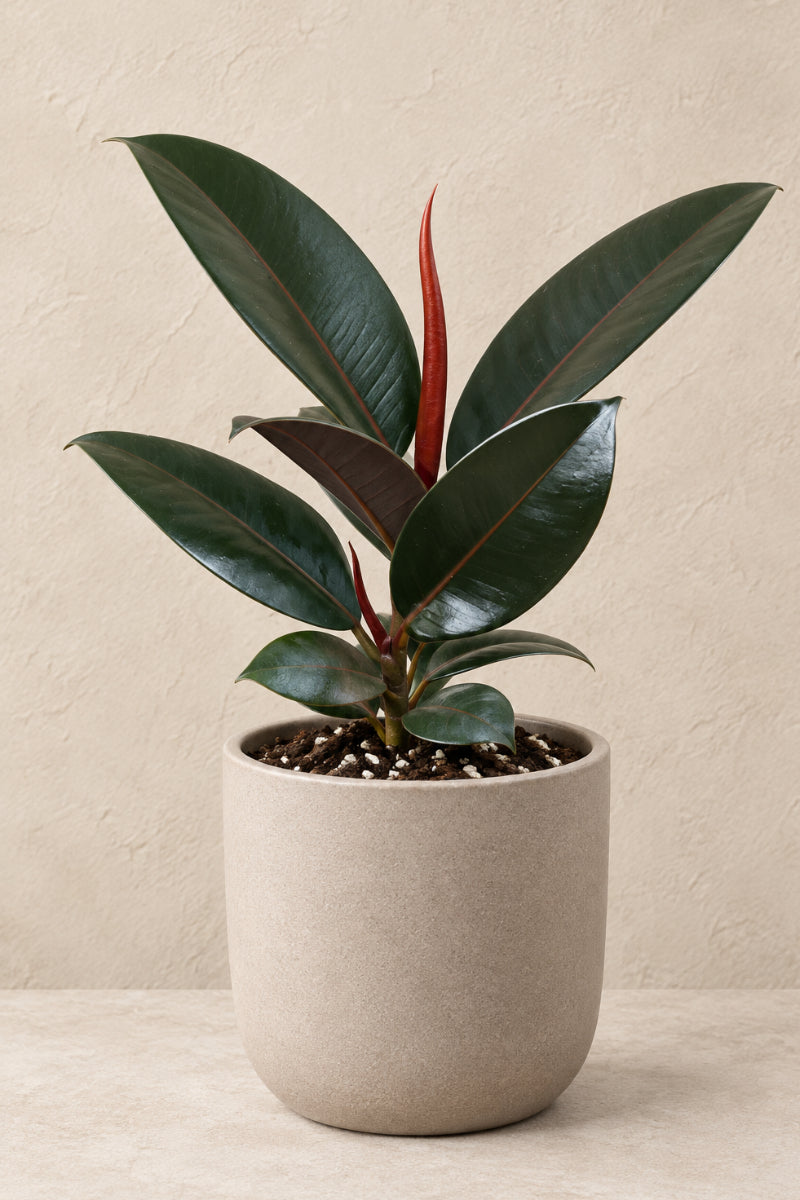 Ficus, Elastica Burgundy 4"