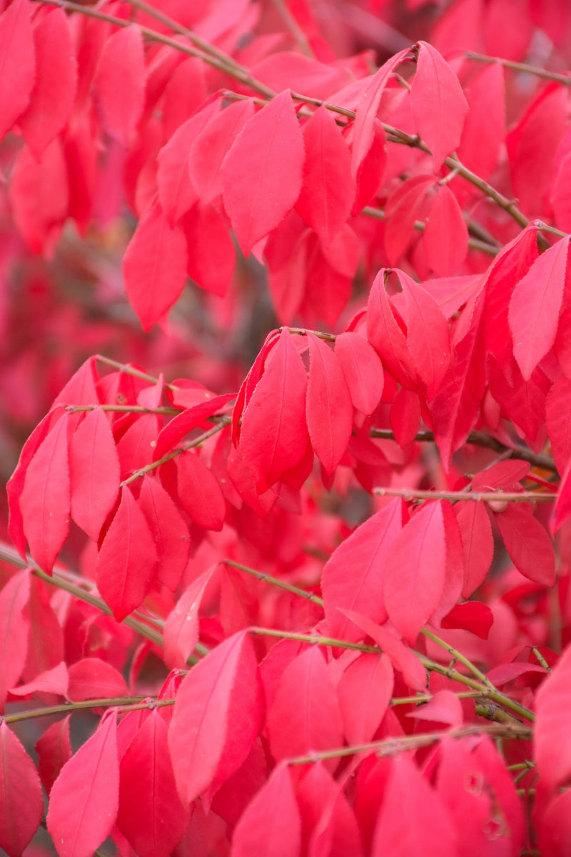 Euonymus, Fireball Seedless Burning Bush