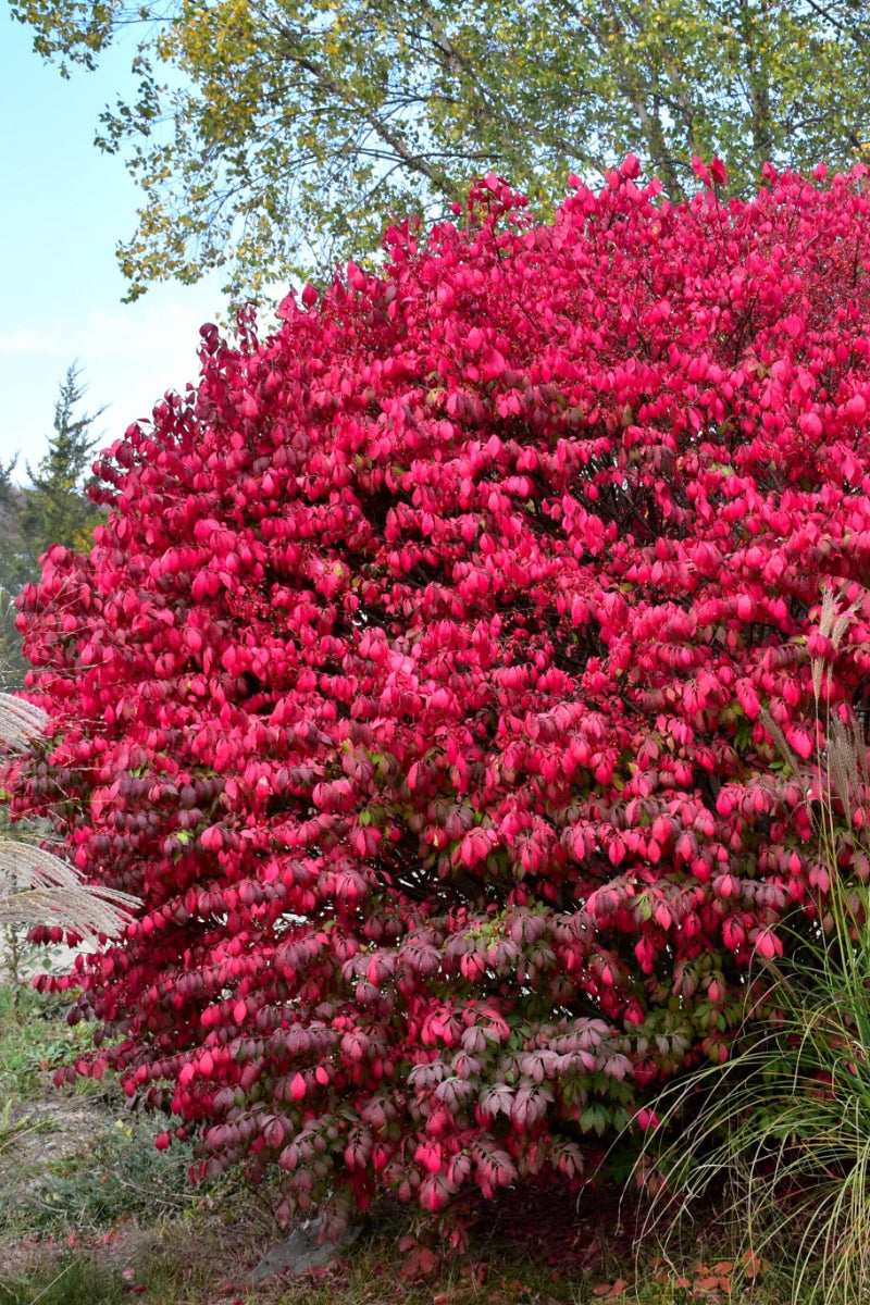 Euonymus, Fireball Seedless Burning Bush