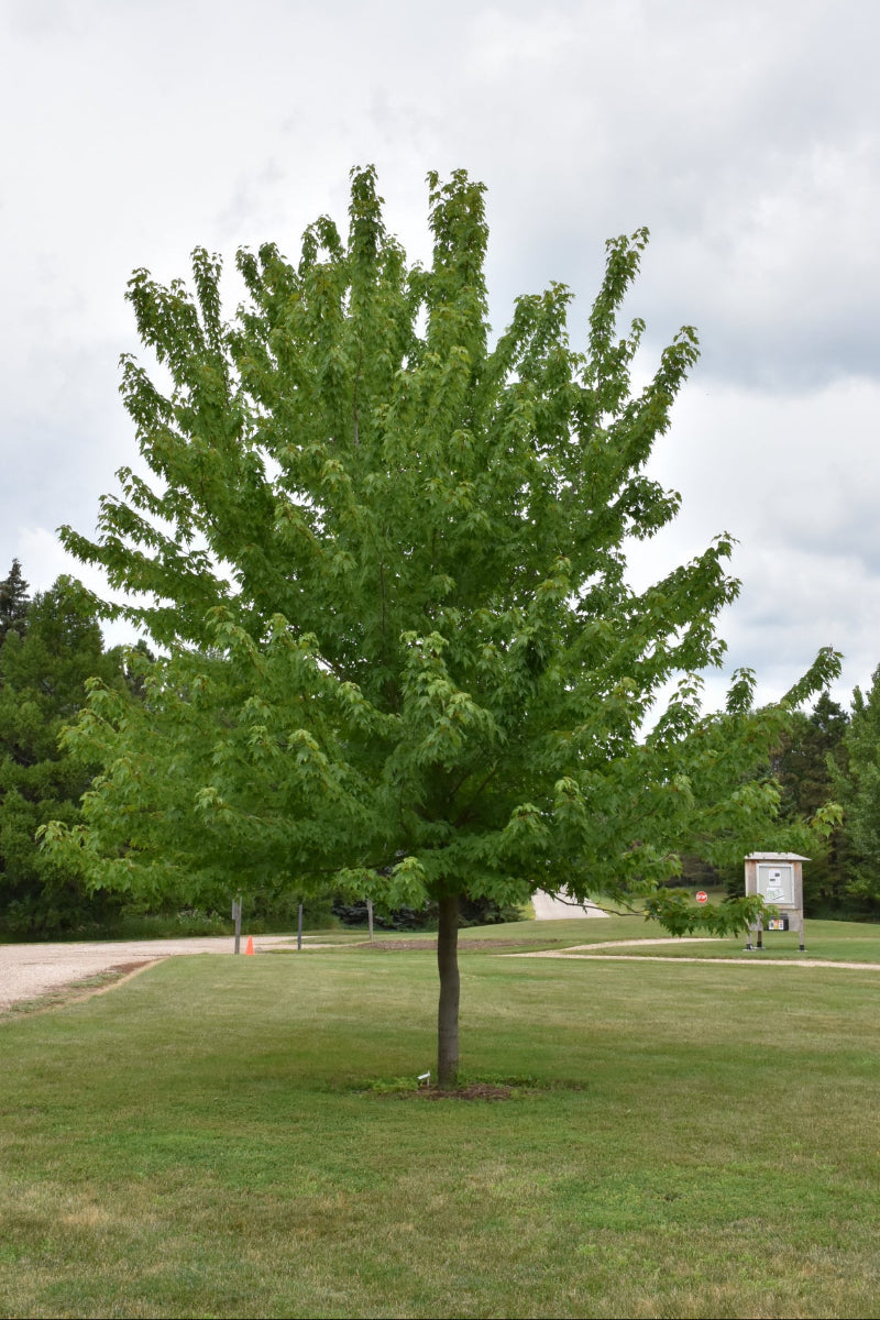 Acer Freemanii Firefall