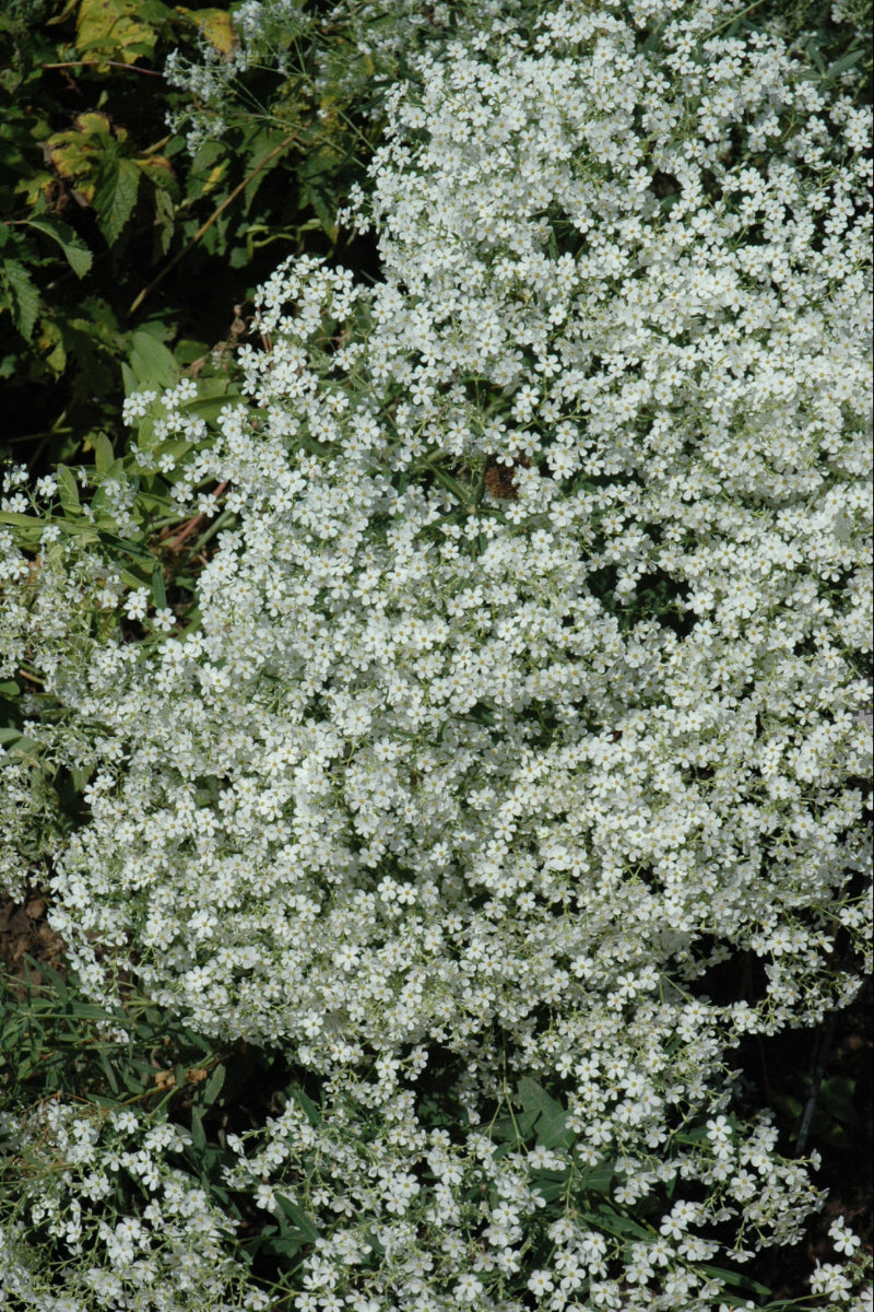 Flowering Spurge