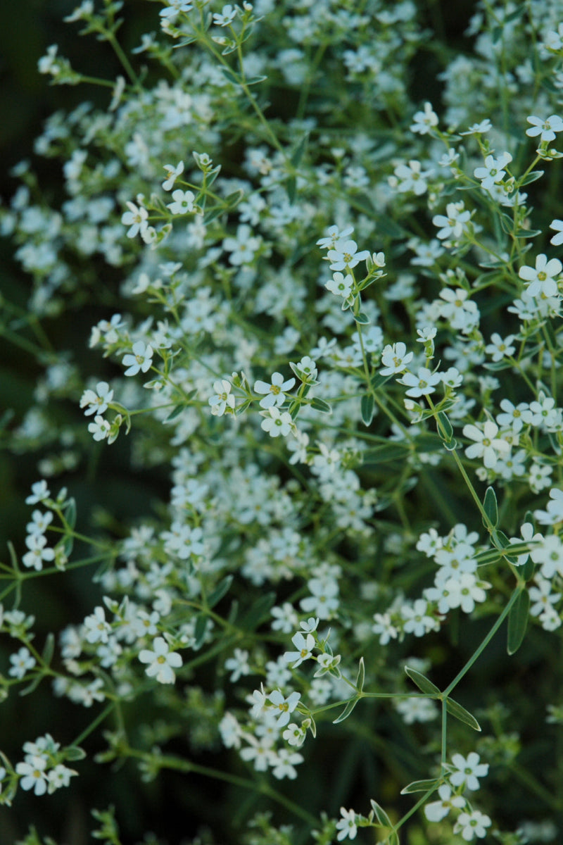 Flowering Spurge