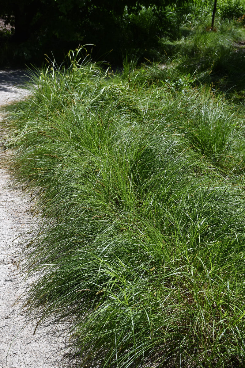 Grass, Fox Sedge